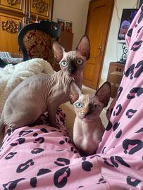 Gattine Sphynx