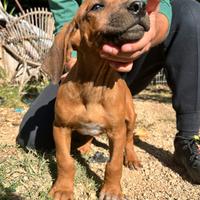 Cuccioli di Rhodesian Ridgeback con pedigree