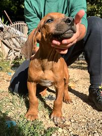 Cuccioli di Rhodesian Ridgeback con pedigree