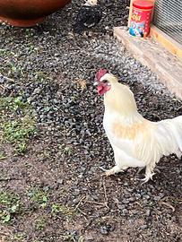 Galli Moroseta e altri