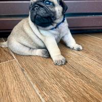 Cuccioli di carlino con pedigree enci