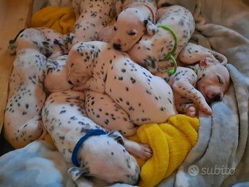 Cuccioli Dalmata con Pedigree