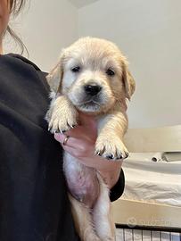 Cuccioli Golden Retriever
