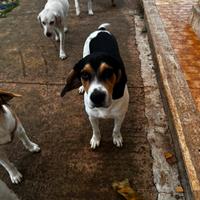 Simil beagle 9 mesi da adottare