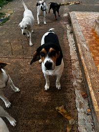 Simil beagle 9 mesi da adottare