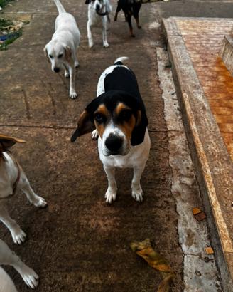 Simil beagle 9 mesi da adottare