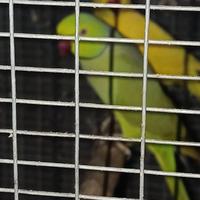 Pappagalli che parlano