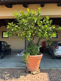 Limone 50 anni