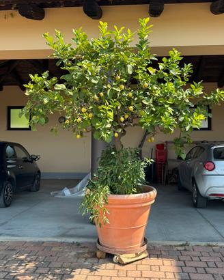 Limone 50 anni