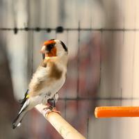 Cardellino major