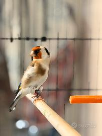 Cardellino major