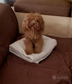 Barboncino mini toy re per monta