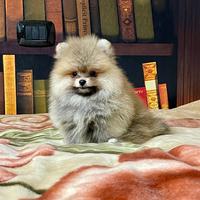 Cuccioli di Spitz Toy Pomerania