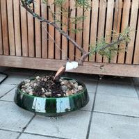 Bonsai di cipresso