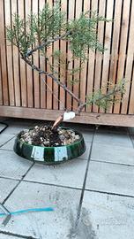Bonsai di cipresso