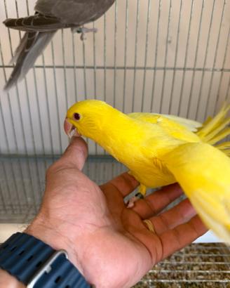 Pappagallo parrocchetto dal collare