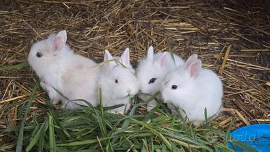 Cuccioli conigli nani