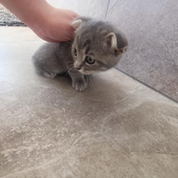 Gattini di rassa scottish fold