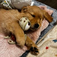 Golden Retriever cuccioli disponibili