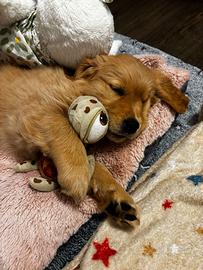 Golden Retriever cuccioli disponibili