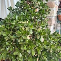 Talee Crassula ovata