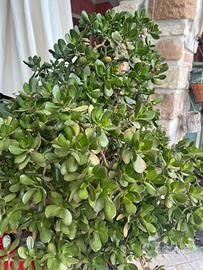 Talee Crassula ovata