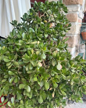 Talee Crassula ovata