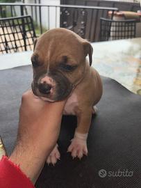 Cuccioli di pitbull con pedigree ENCI