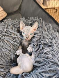 Gatti sphynx