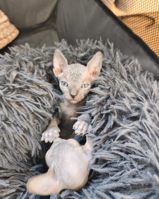 Gatti sphynx