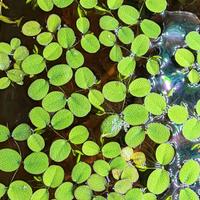 Salvinia natans - piante acquario 