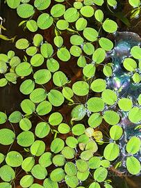 Salvinia natans - piante acquario 