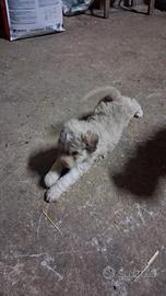 Lagotto Romagnolo