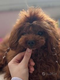 Barboncino teacup per monta