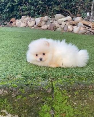 Spitz nano di Pomerania bianco o crema