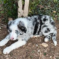 Cuccioli border collie