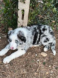 Cuccioli border collie