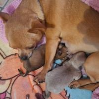 Disponibili alla prenotazione cuccioli chihuahua