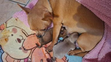 Disponibili alla prenotazione cuccioli chihuahua