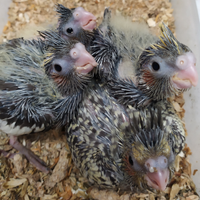 Calopsite allevate a mano