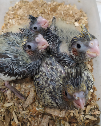 Calopsite allevate a mano