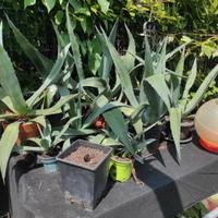 Fichi d'india -Agave