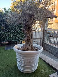 Pianta secolare 