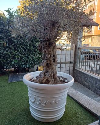 Pianta secolare 