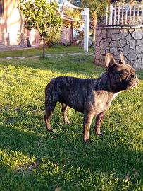 Bulldog francese