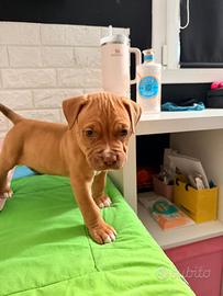 Cucciolo Pitbull red nose