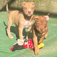 Stupendi Cuccioli di Pitbull ukc con Pedigree