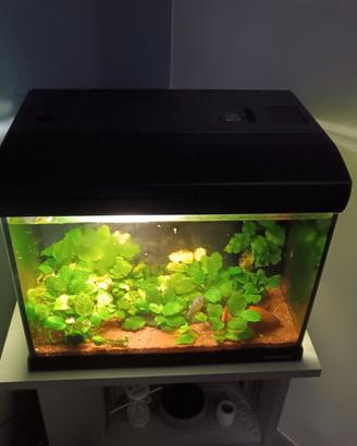 ACQUARIO MIRABELLO NEWA 30 LT