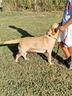 femminuccia-di-labrador-retriever-rimborso-spese