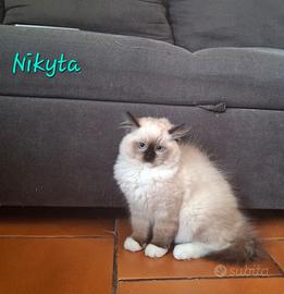 Splendide Cucciole Ragdoll